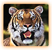 Wildlife in India