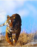 Tourism Asia Online
