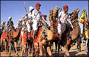 Camels Rajasthan