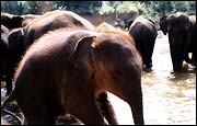Elephants India
