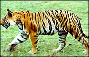 Tiger India